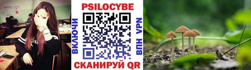 где найти   Казань  Псилоцибиновые грибы Psilocybe 